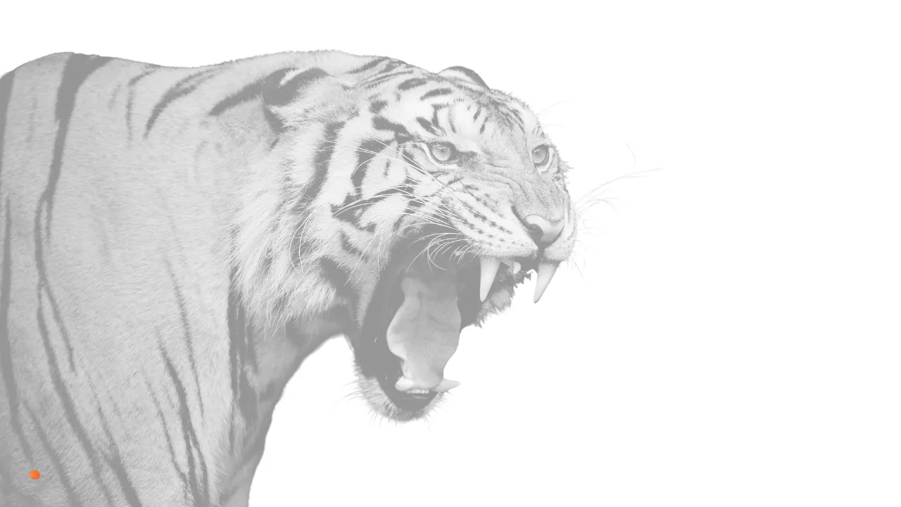 Ein fauchender Tiger in hellem Grau.