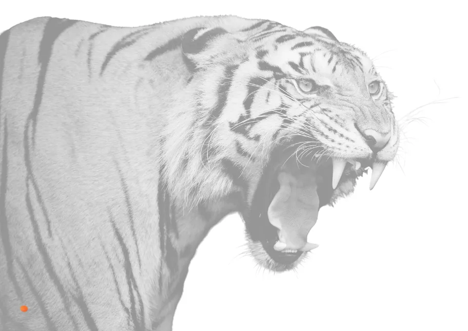 Ein fauchender Tiger mit gefletschten Zähnen, in hellem Grau.